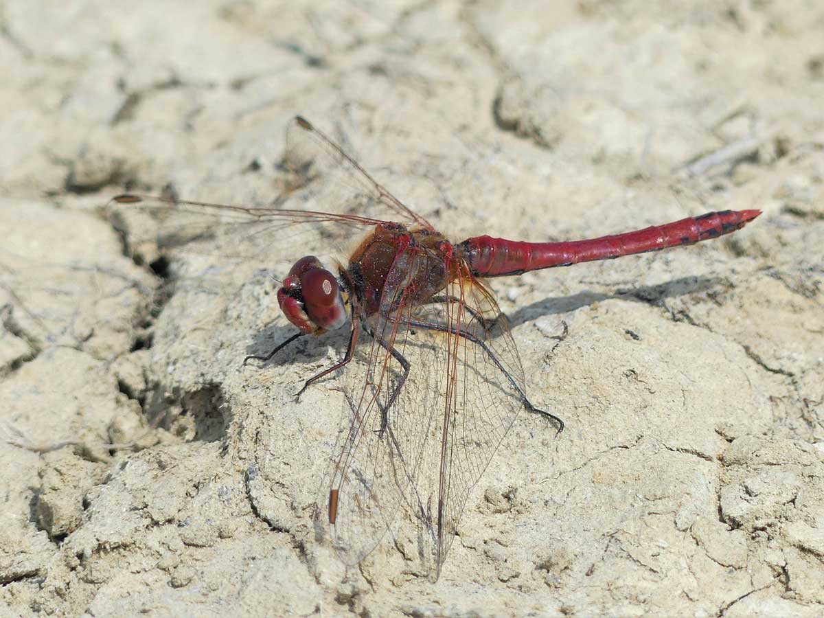 Sympetrum_fonscolombii